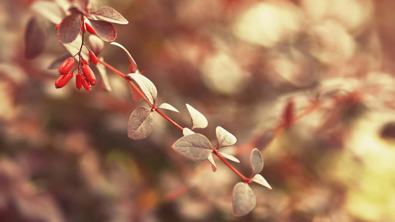 新加坡留学，办理签证是应该注意哪些问题