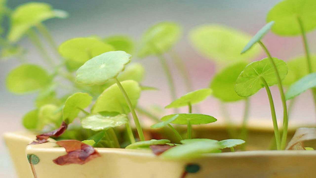 O-level考试考分计算及投档方案