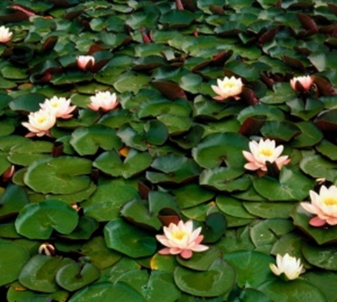 583-290x260.jpg