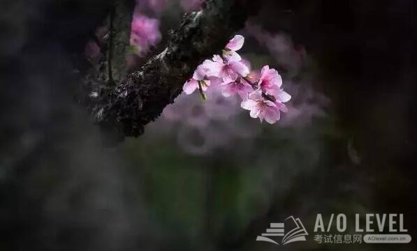 A-Level计算机科学学什么？